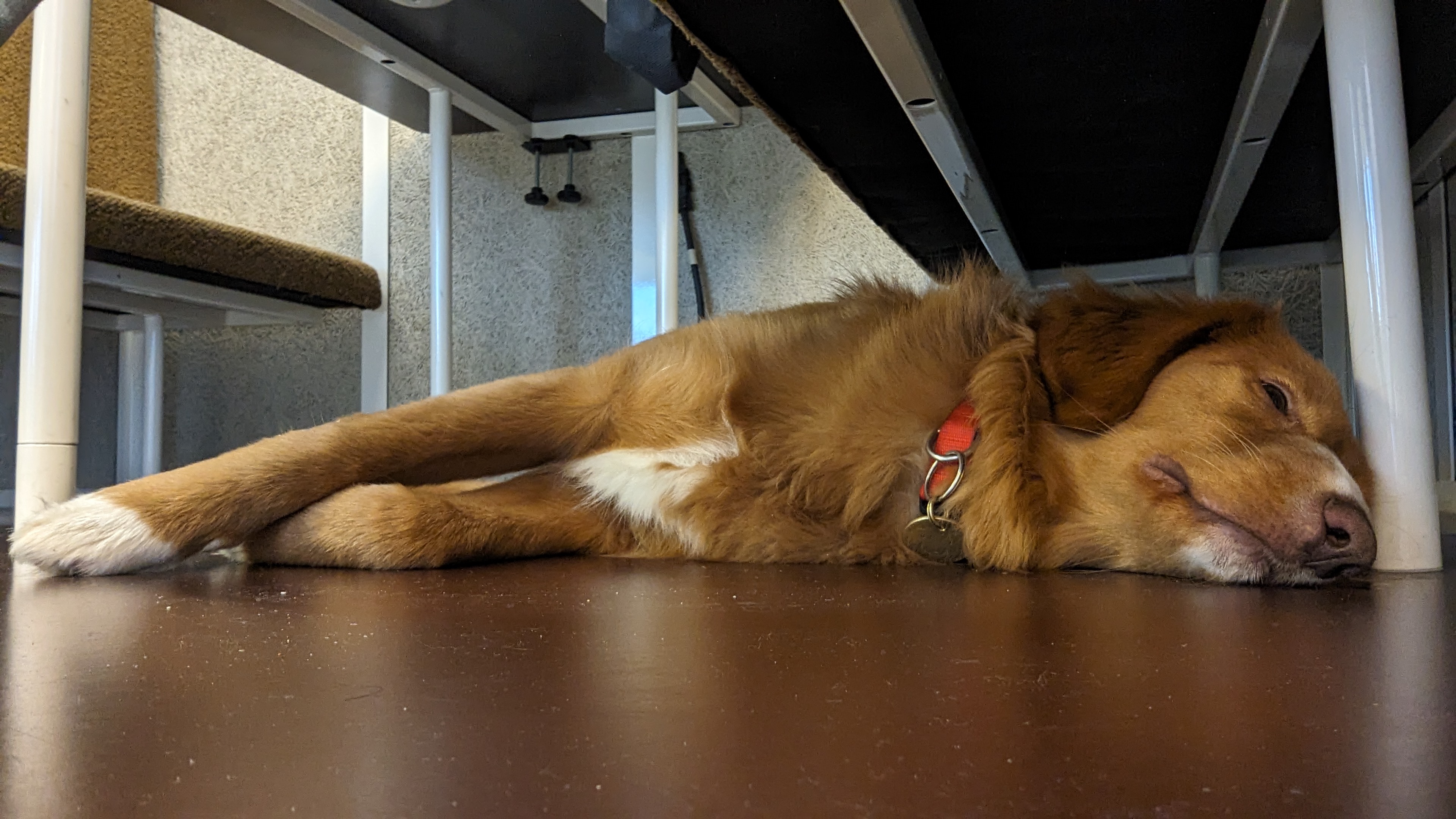 Chien roux allongé au sol sous un bureau, en train de se reposer.